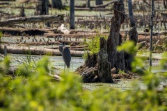 swamp-5694