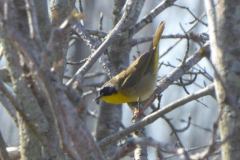 Common Yellow Throat