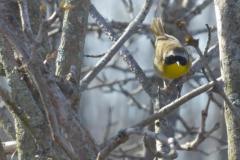 Common Yellow Throat