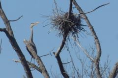 Great Blue Heron