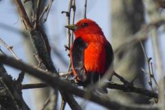 Scarlet Tanager