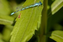 marsh-2681