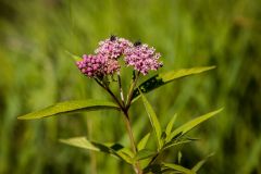 marsh-5626