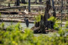 swamp-5694