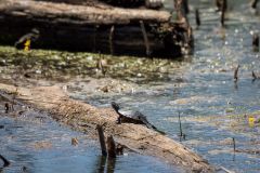 swamp-5799