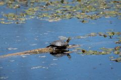 swamp-6001
